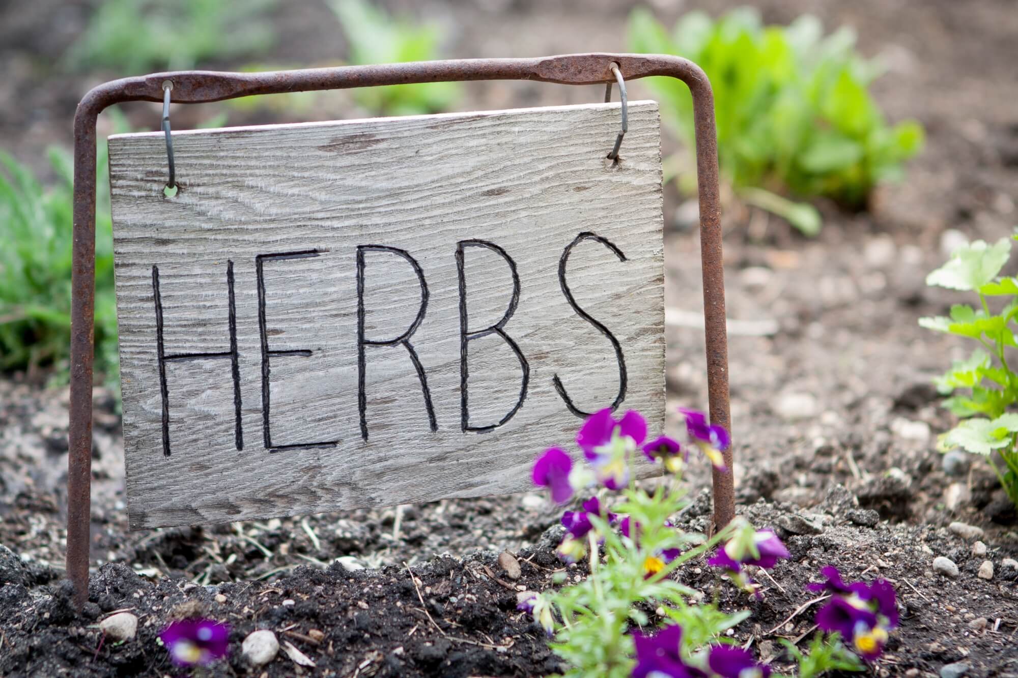 Herbal Adventures: An Introduction To Culinary, Medicinal, and Cosmetic Herbs