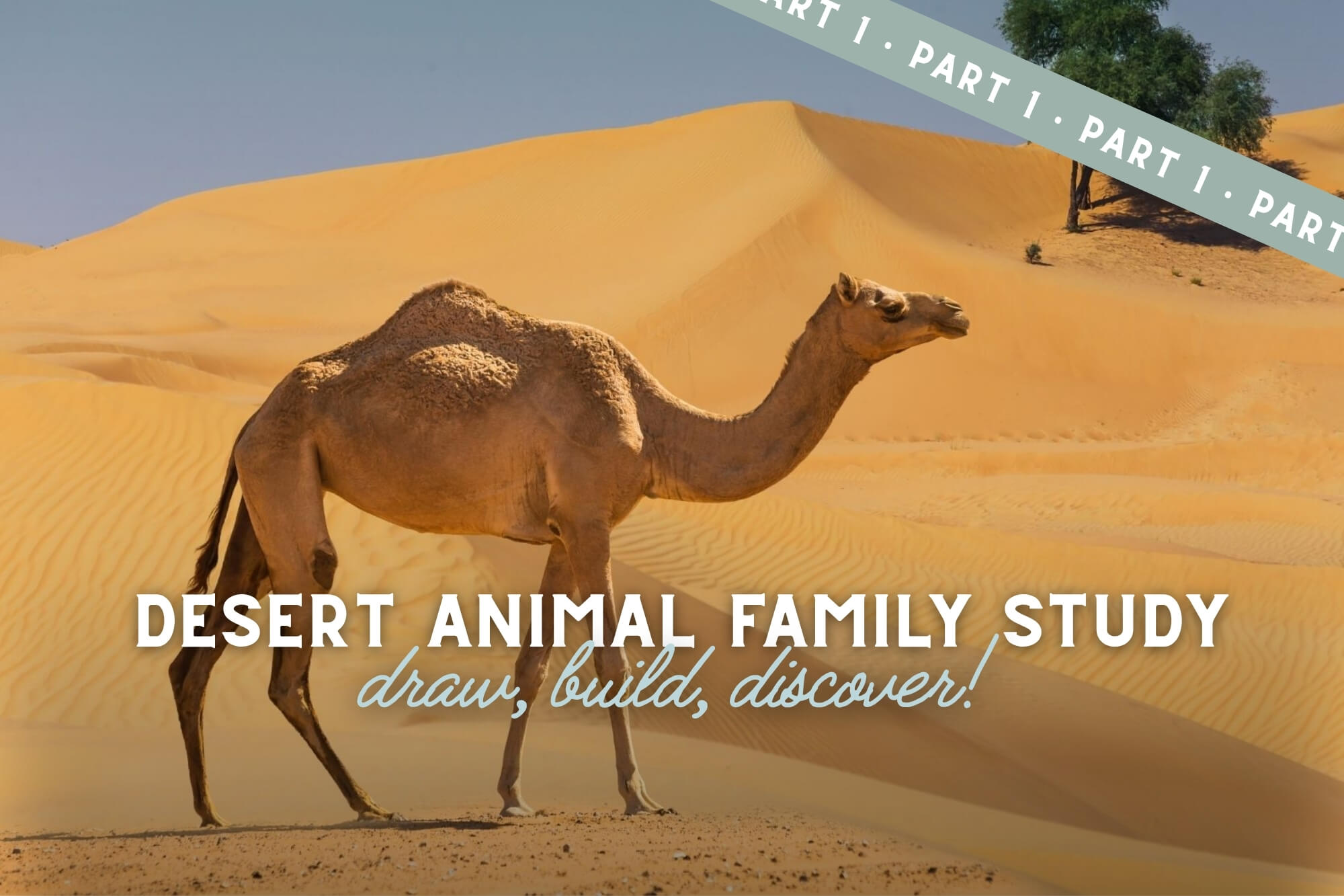 Draw, Build, Discover! Desert Animal Family Unit Study (Part 1) - WonderWell Learning