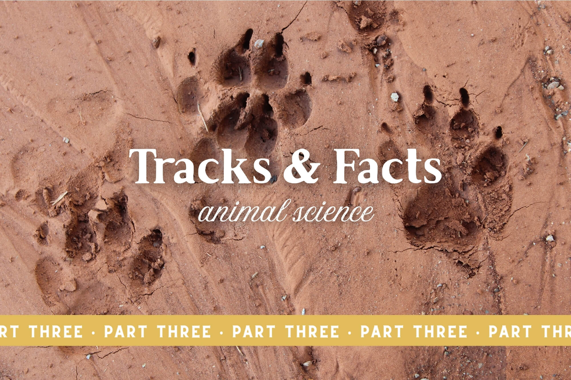 Animal Science: Tracks and Facts (Part Three)