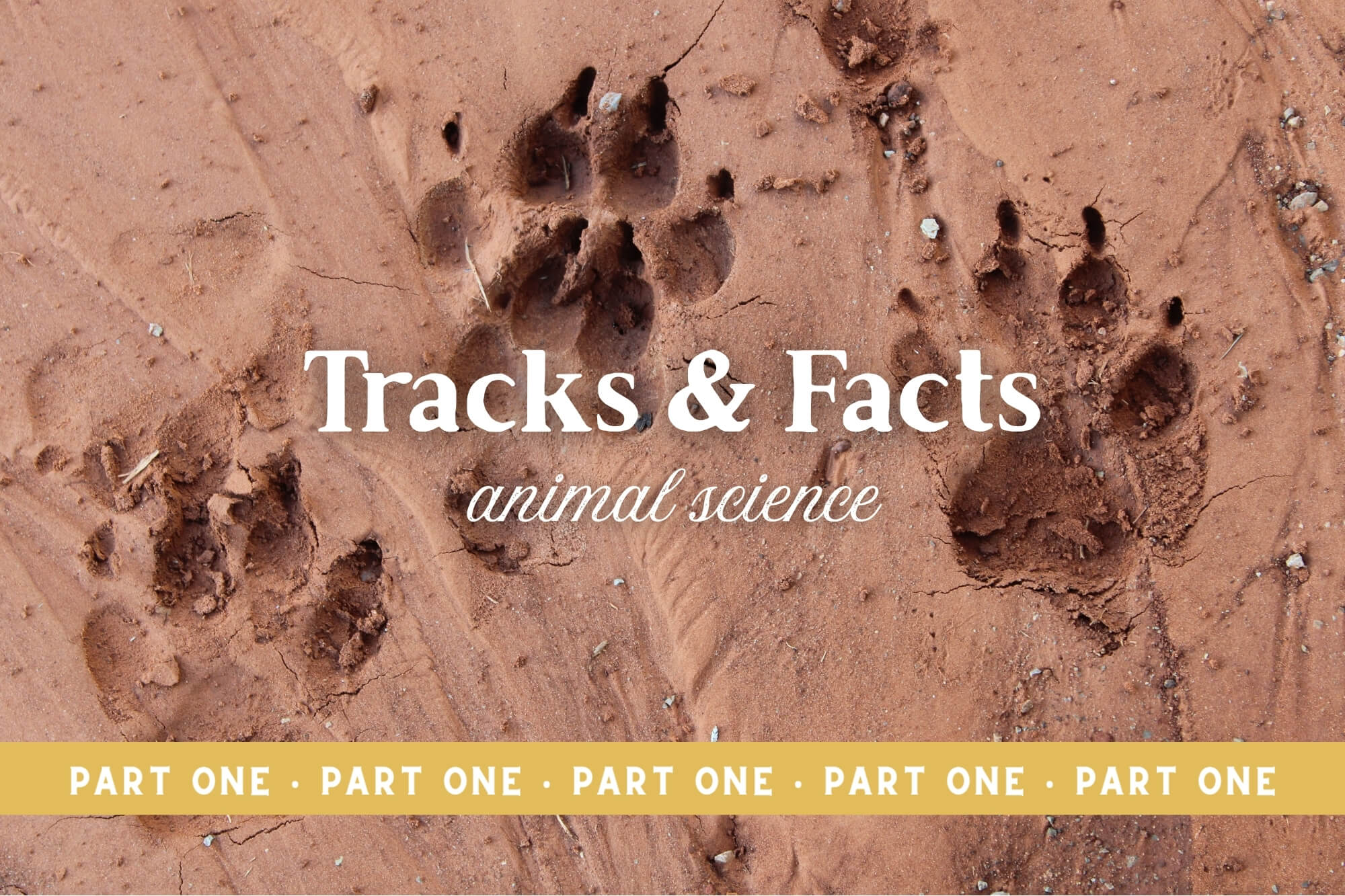 Animal Science: Tracks and Facts (Part One)