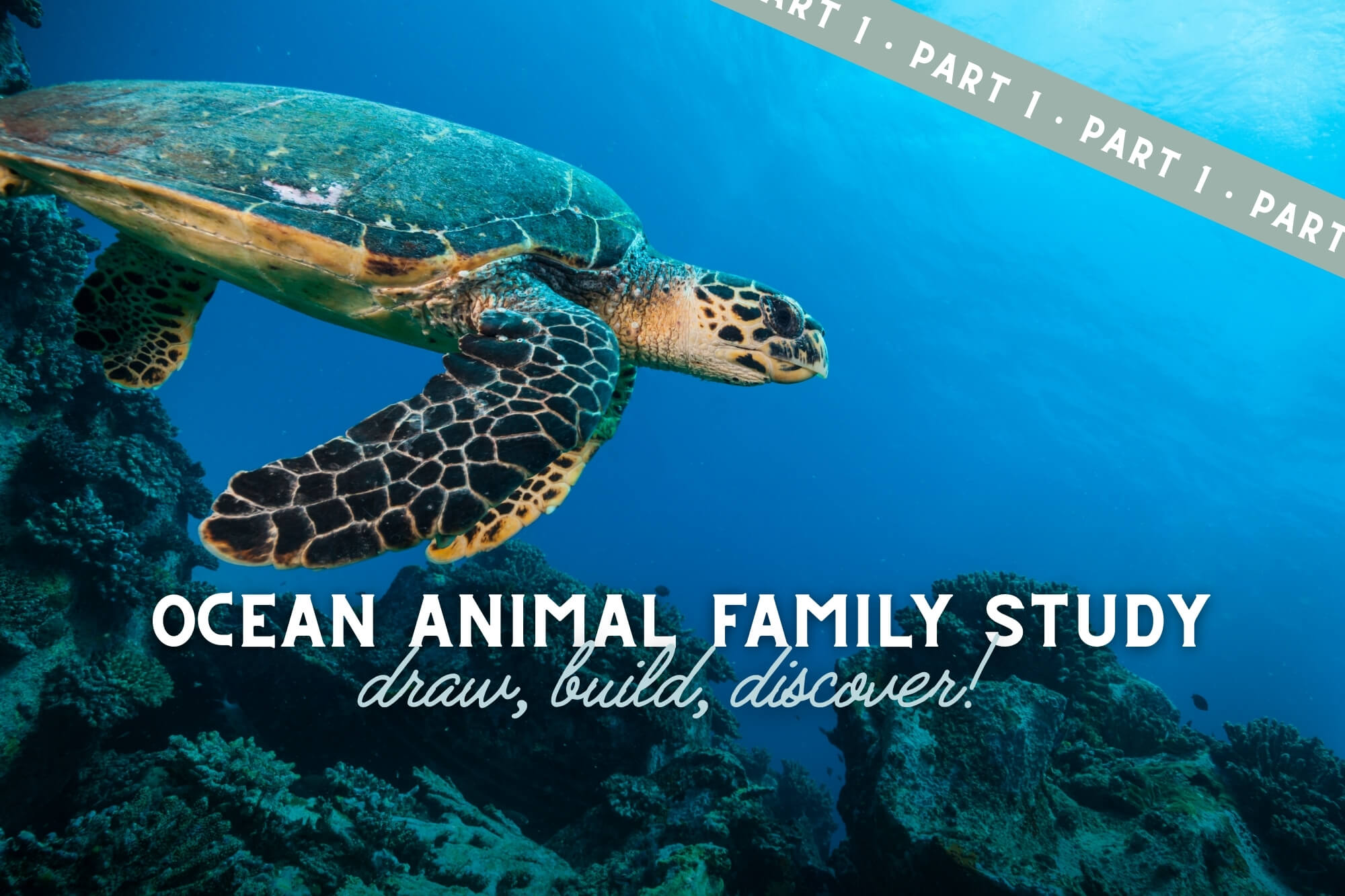 Draw, Build, and Discover! Ocean Animals (Part 1)