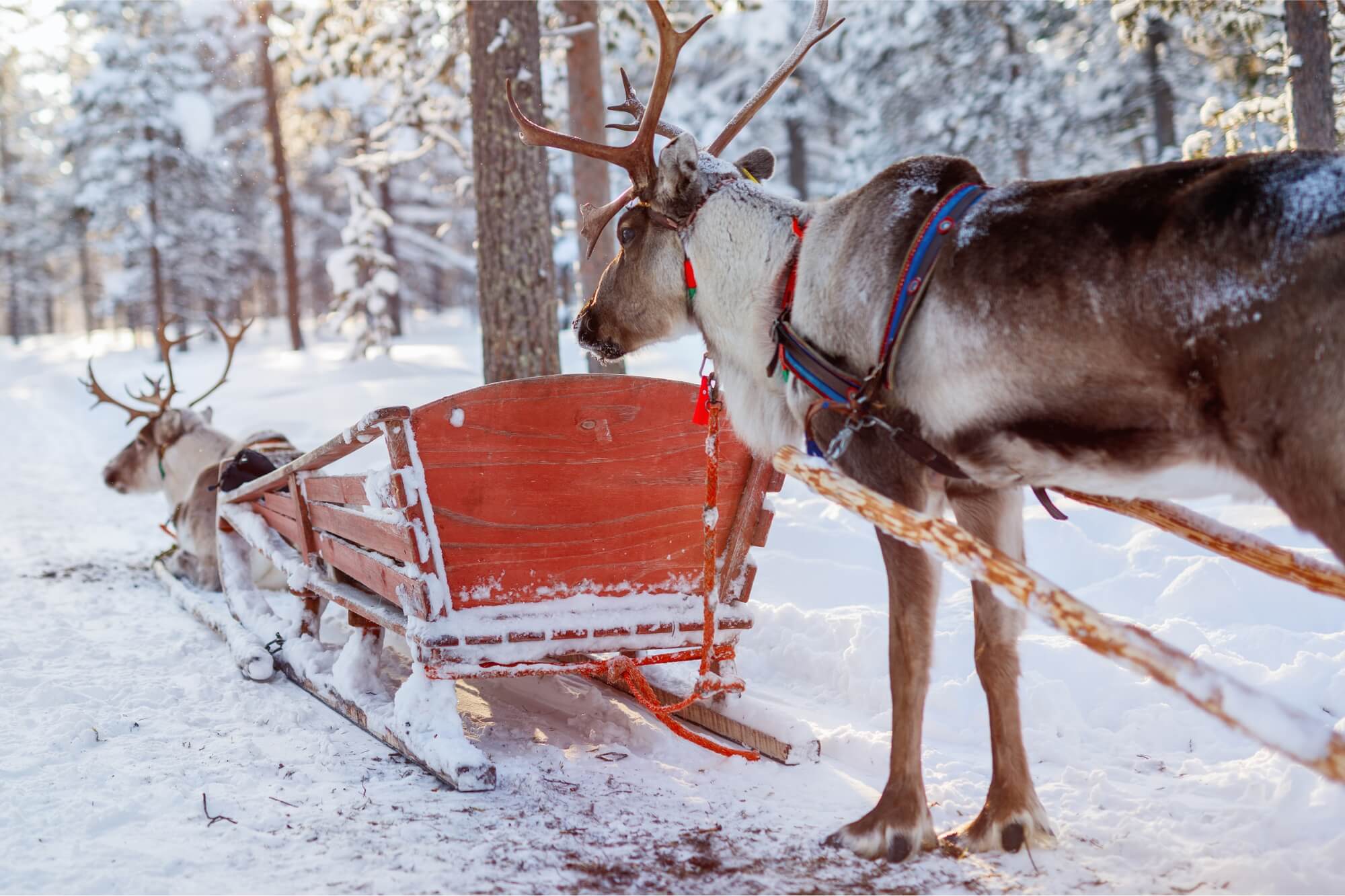 Christmas STEM: Reindeer Training Course - WonderWell Learning
