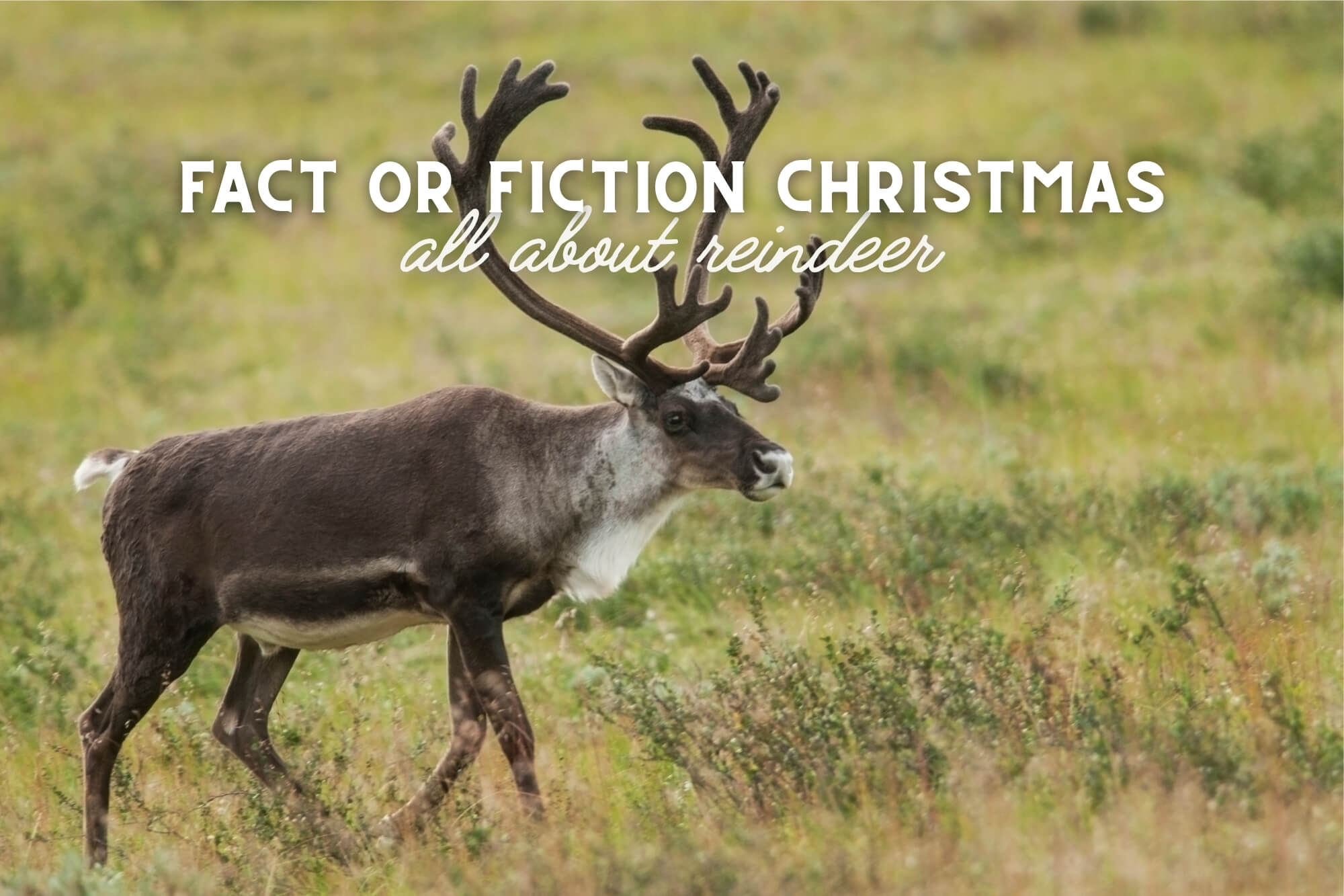 Fact or Fiction Christmas: All About Reindeer