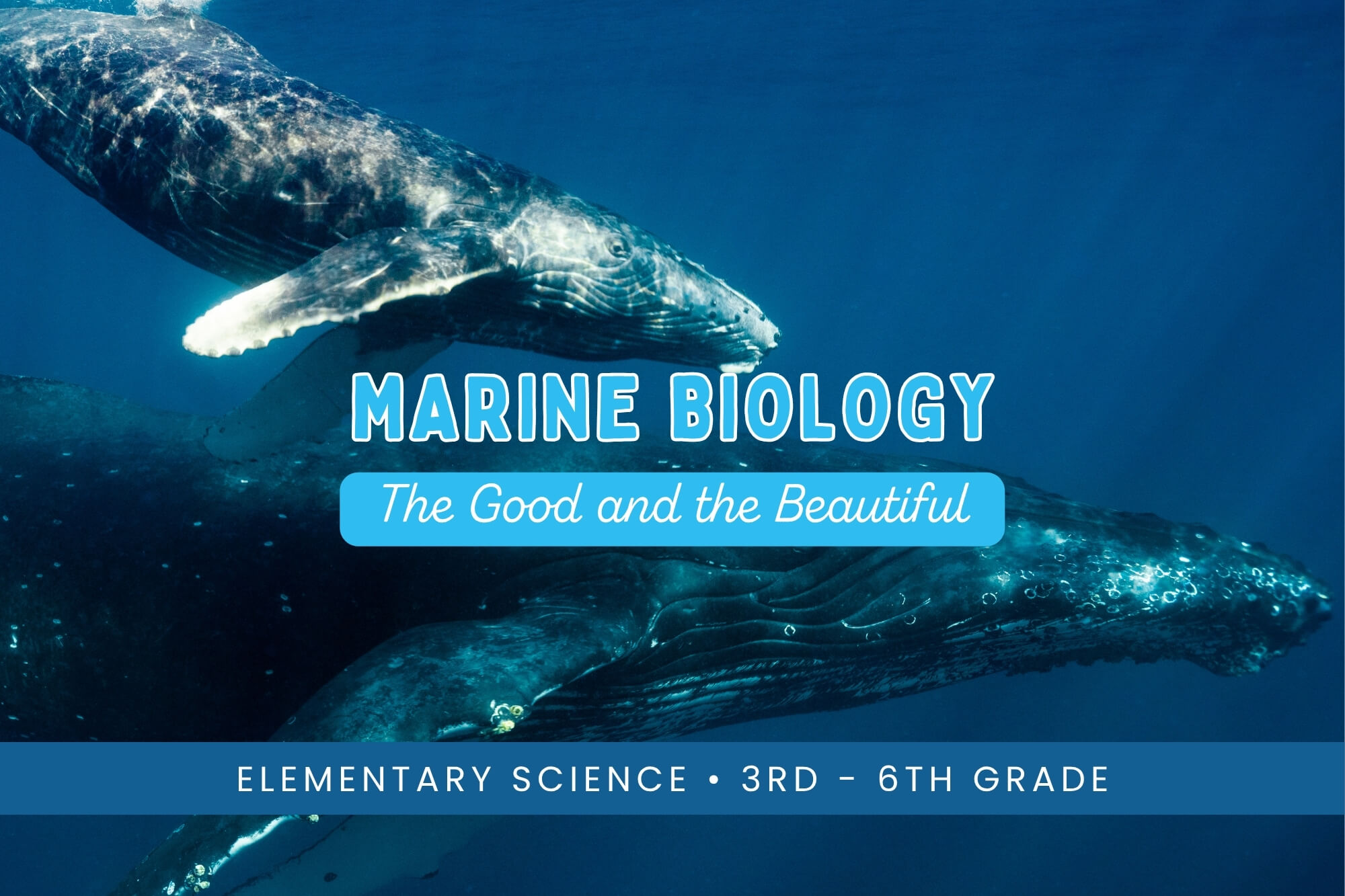 Marine Biology: The Good and the Beautiful Science - WonderWell Learning