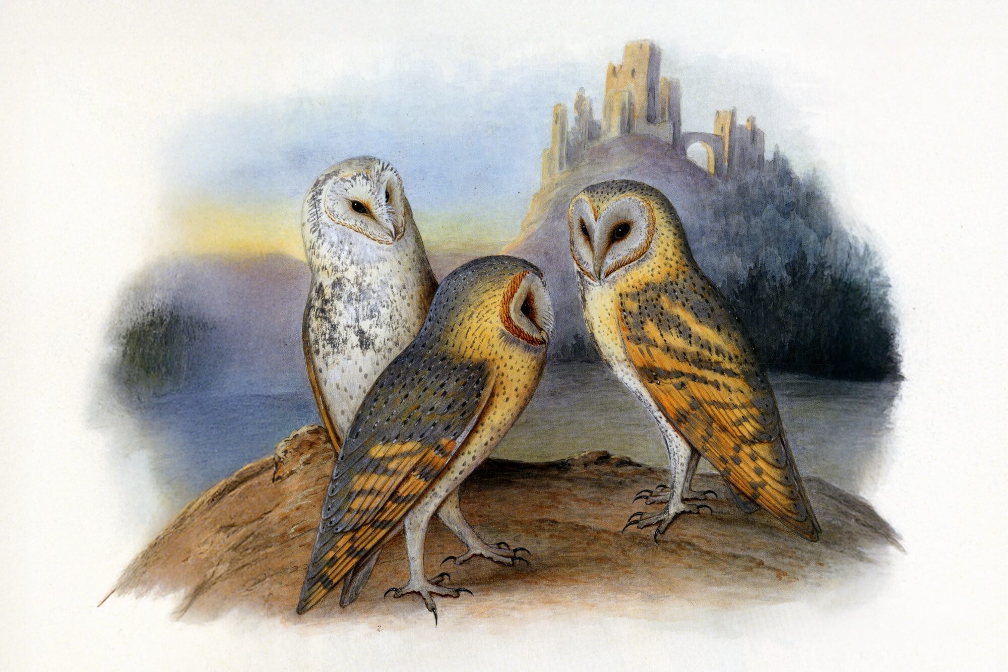 Owl Facts and Fun: Owl Pellet Dissection