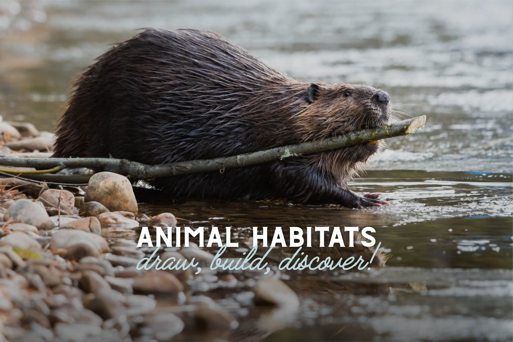 Draw, Build, and Discover! Animal Habitats - WonderWell Learning