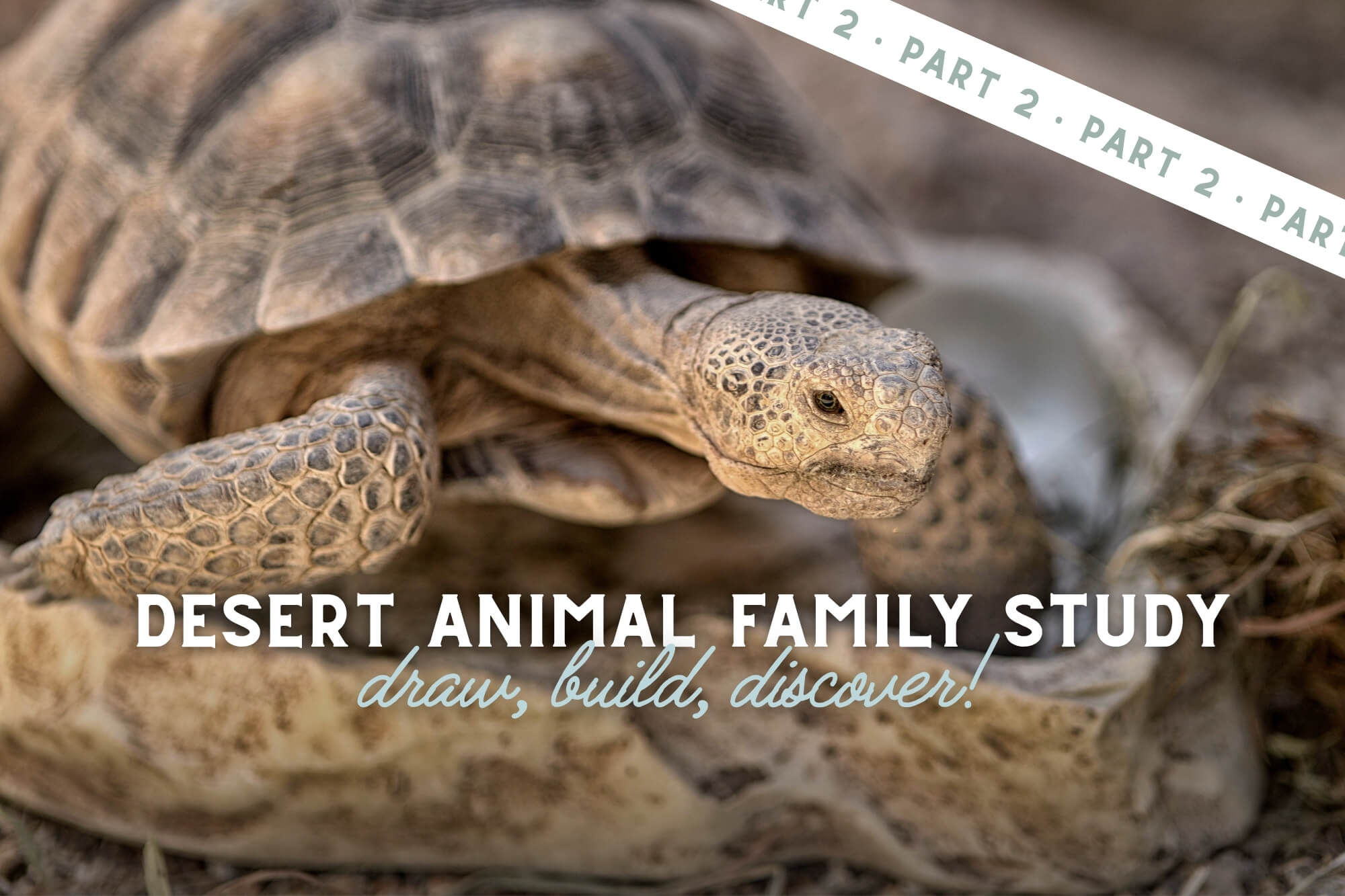 Draw, Build, Discover! Desert Animal Family Unit Study (Part 2 ) - WonderWell Learning