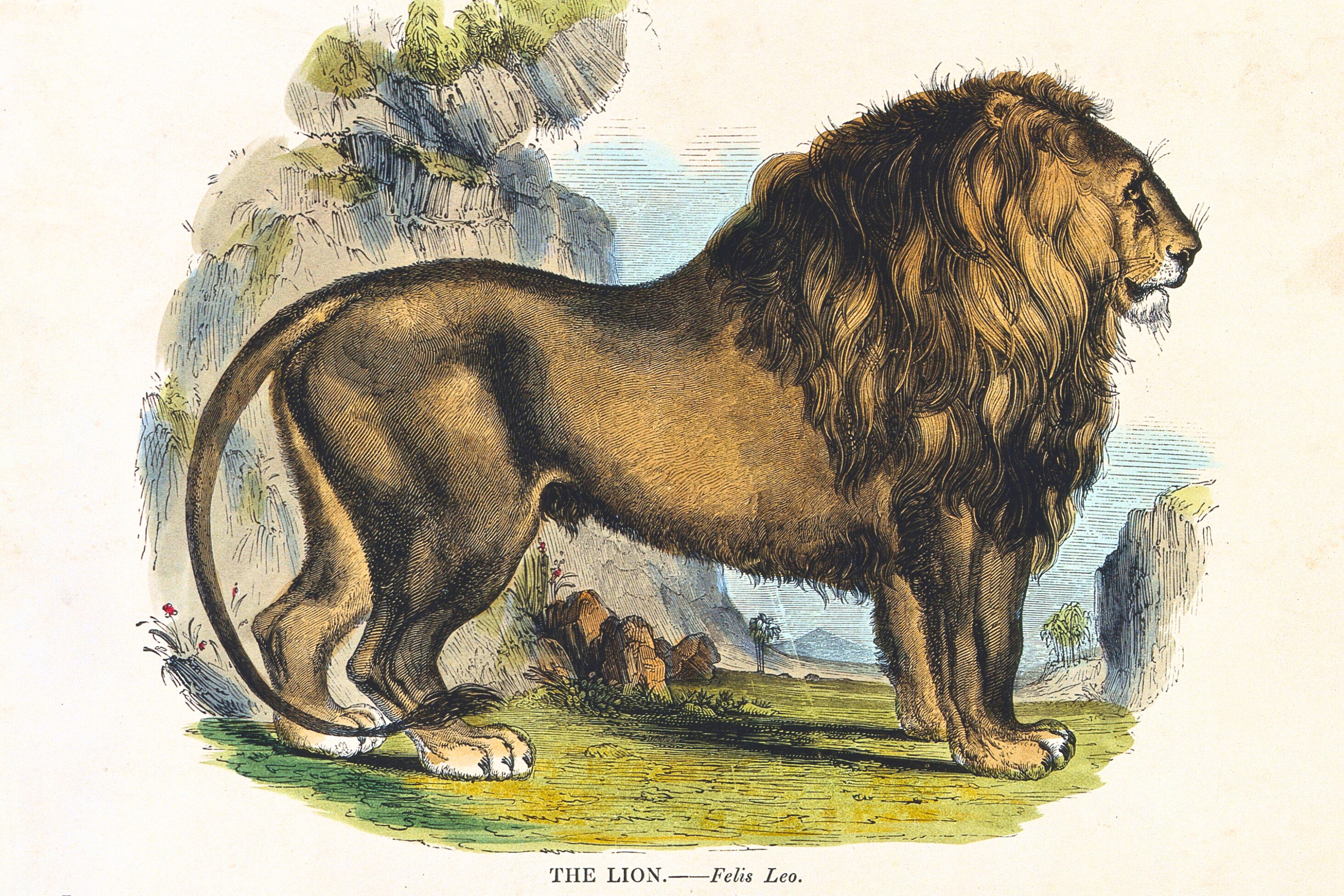 STEM in Narnia: A Novel Study Adventure with The Lion, the Witch and the Wardrobe