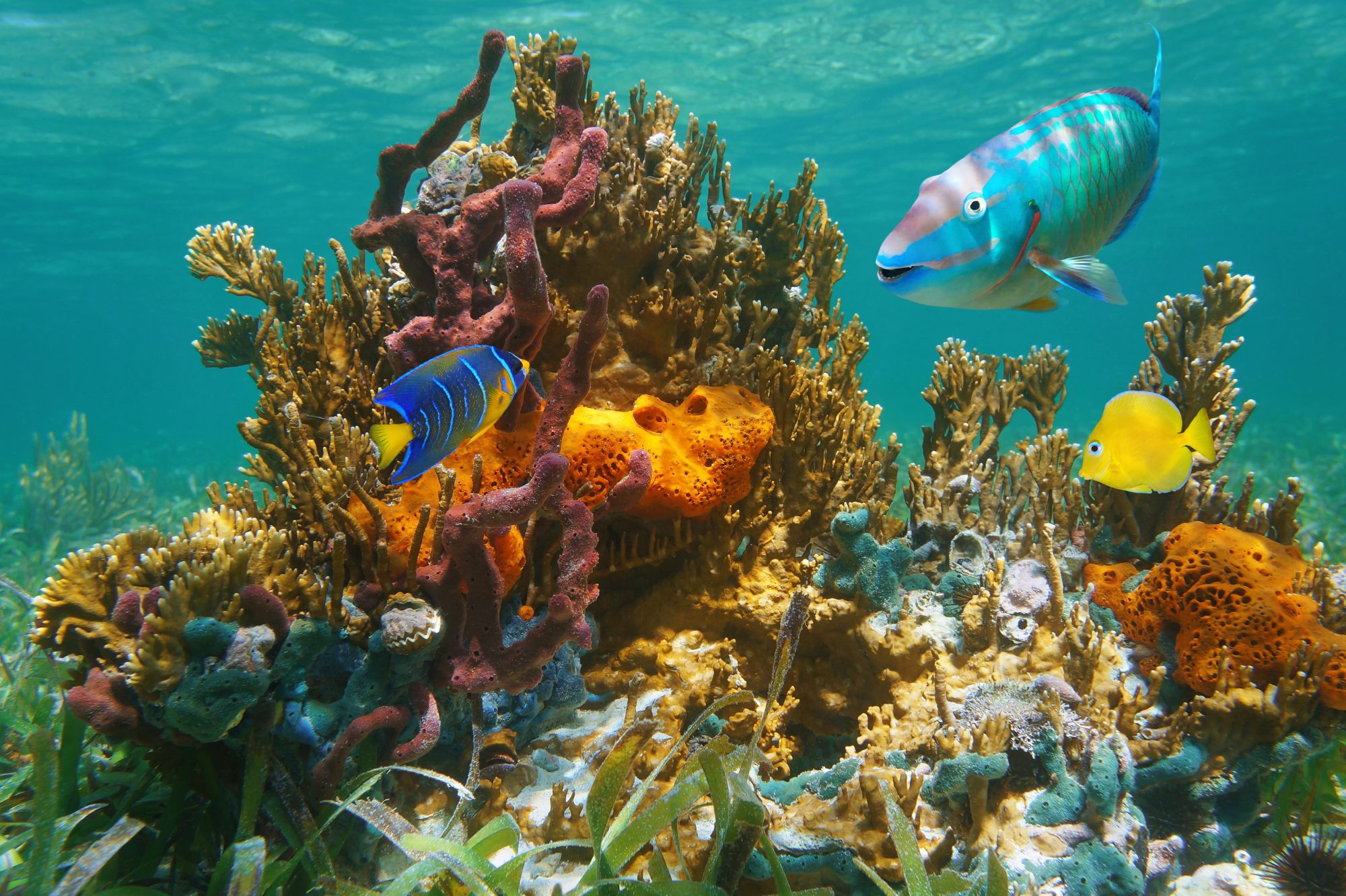 God’s Amazing Animals: Ocean Wonders – Crafts, Facts & Fun for Kids!