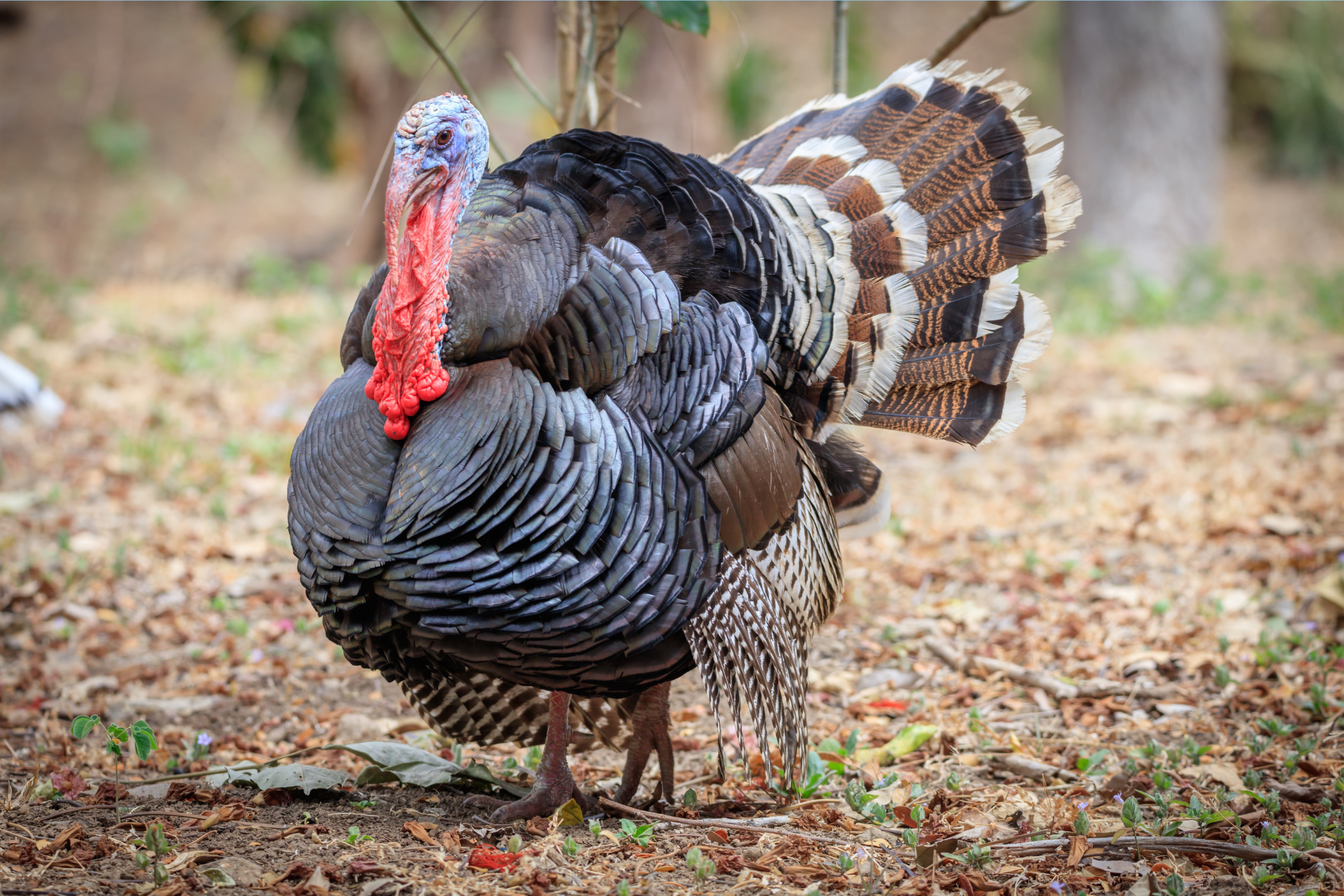 Turkey in Disguise: A Family Thanksgiving Creativity Class - WonderWell Learning